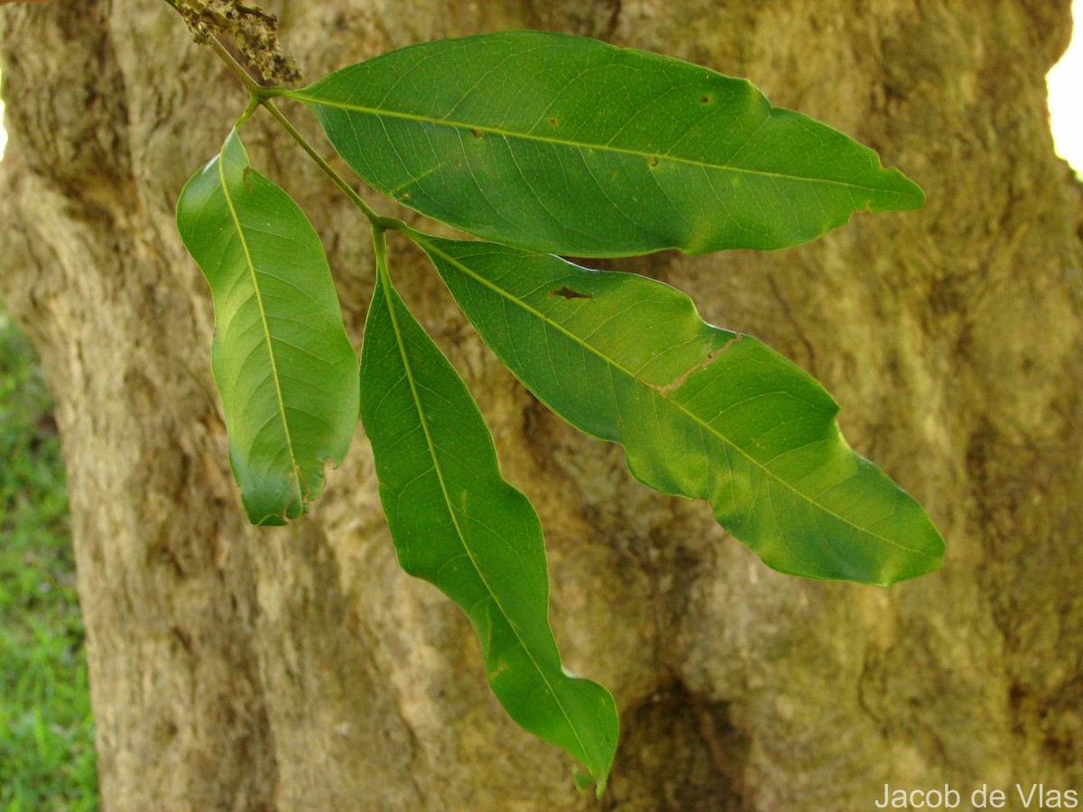 Glenniea unijuga (Thwaites) Radlk.